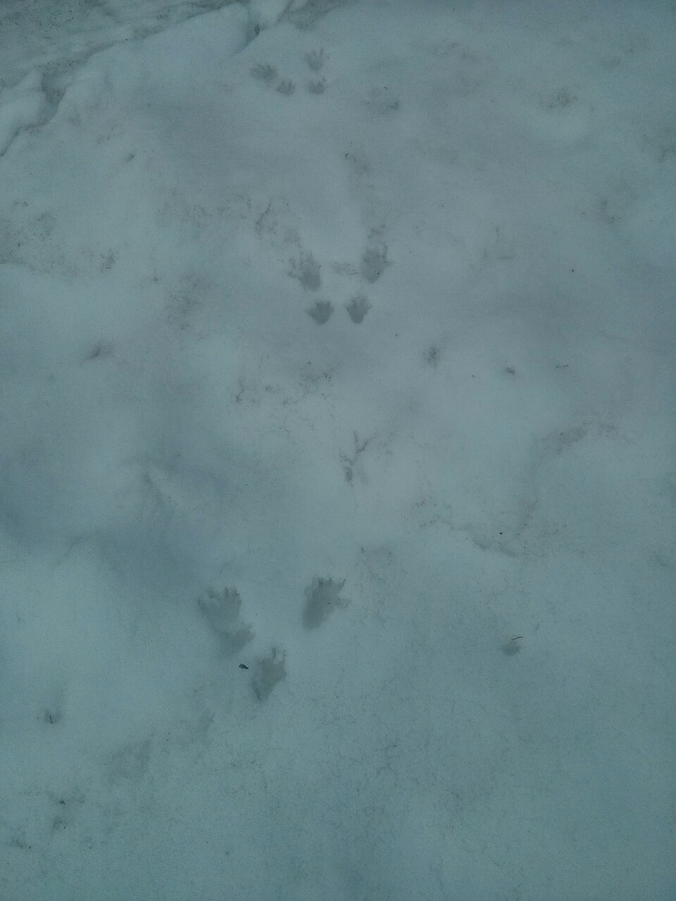 Nyomokat nyomozok